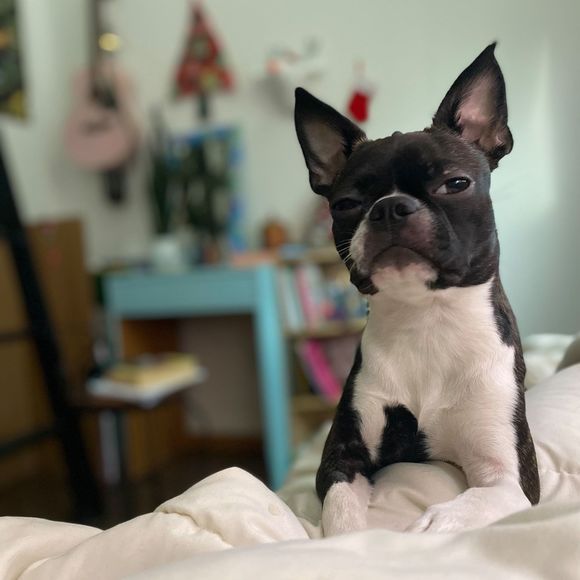 dogcrush